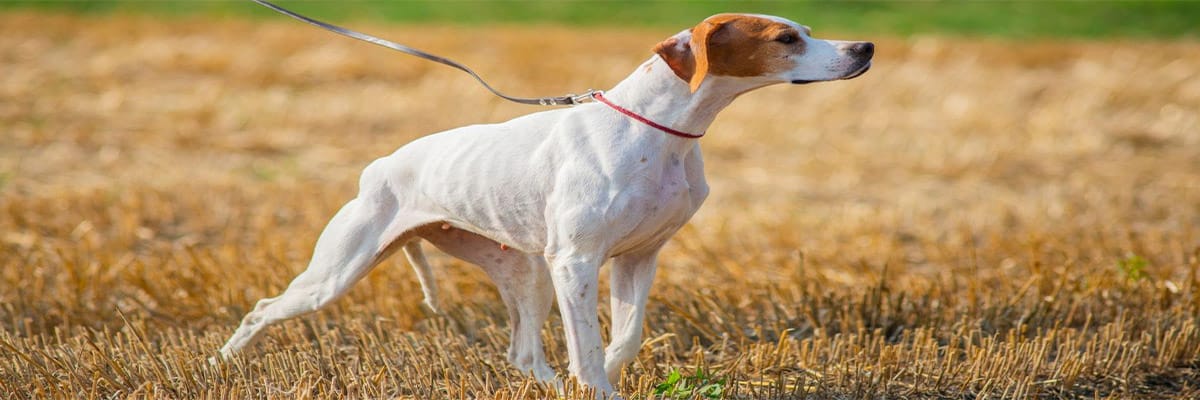 بوينتر إنجليزي