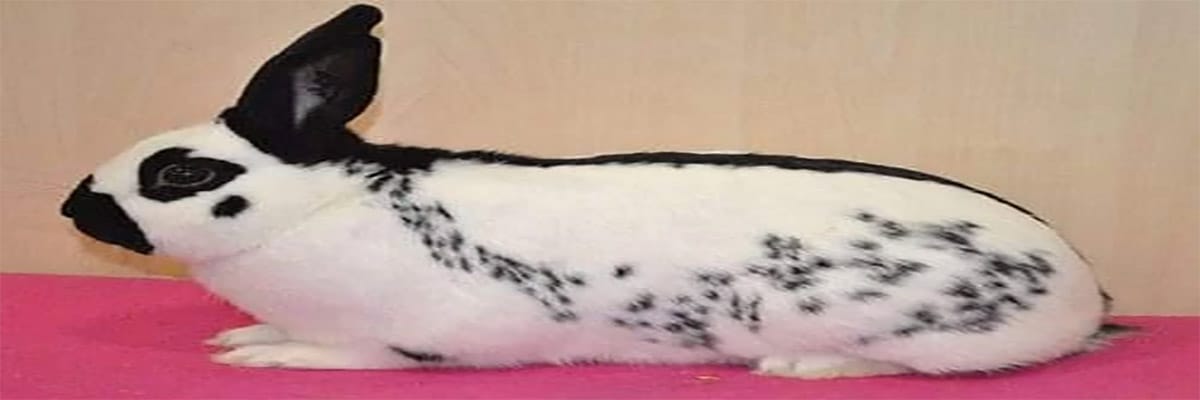 Lapin Papillon Anglais