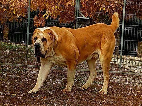 Berger Asie central Alabai