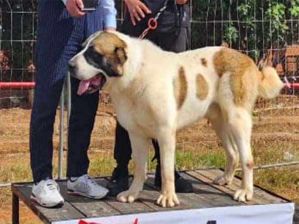 Berger Asie central Alabai