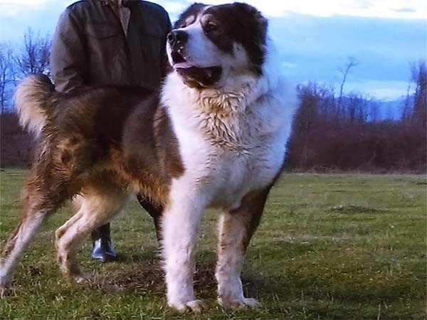 Berger Asie central Alabai