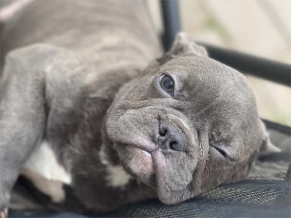 Bouledogue Français