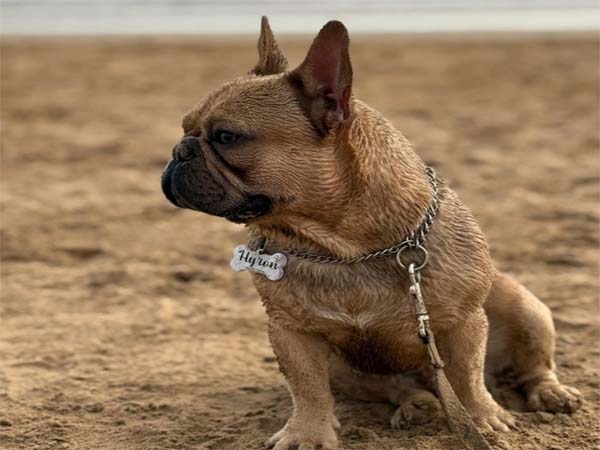 Bouledogue Français @Rossy Fuego