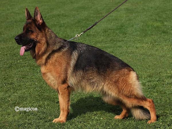 Berger Allemand Champion 1