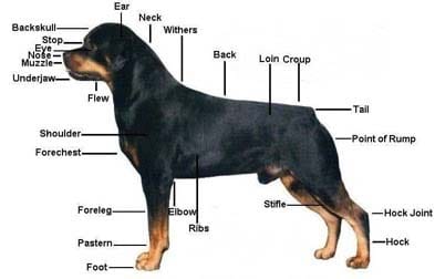 Standard FCI Rottweiler