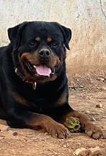 Rottweiler caractère