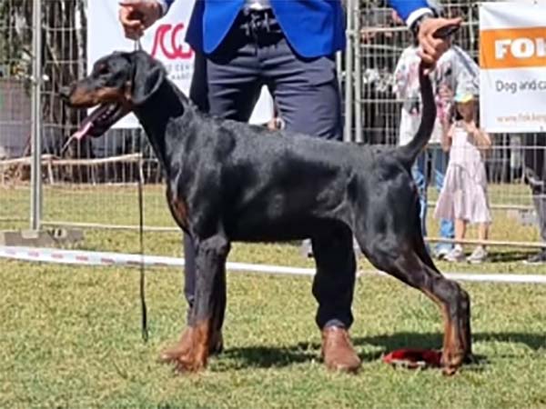 Trésor CI Dobermann