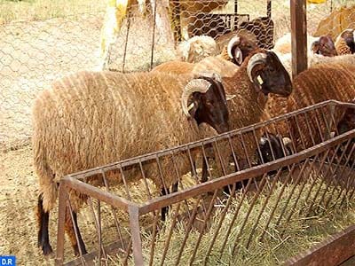 سلالة بني غيل