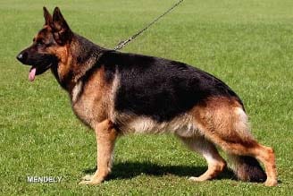 Silhouette Berger Allemand