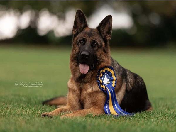 Berger Allemand Champion 2