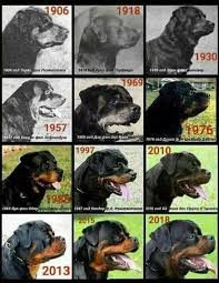 Histoire du Rottweiler