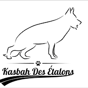 kasbah des étalons élevage berger allemand