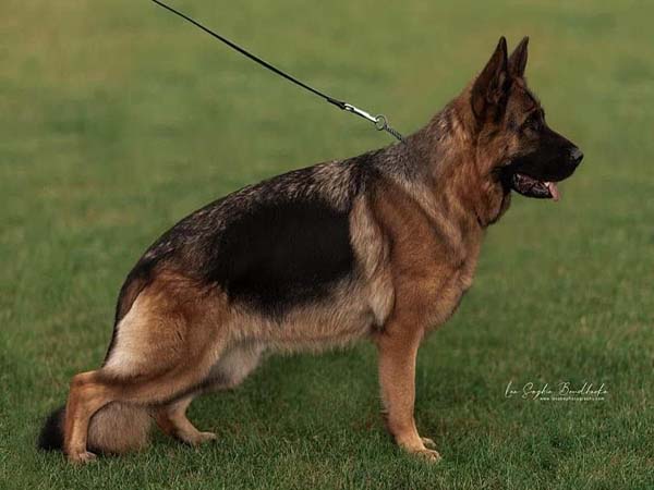 Berger Allemand Champion 3