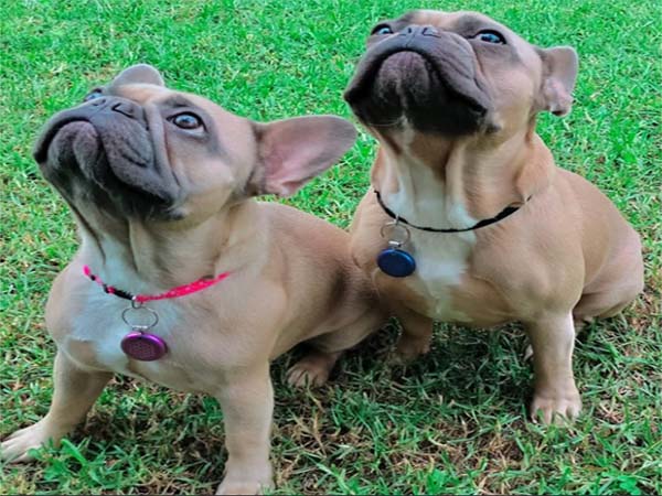 Bouledogue Français @Rossy Fuego