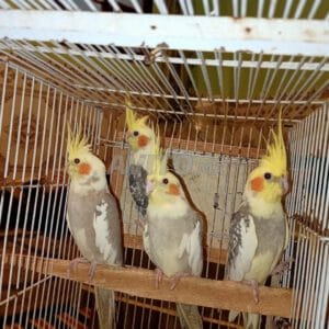 4 Superbes Calopsittes apprivoisées