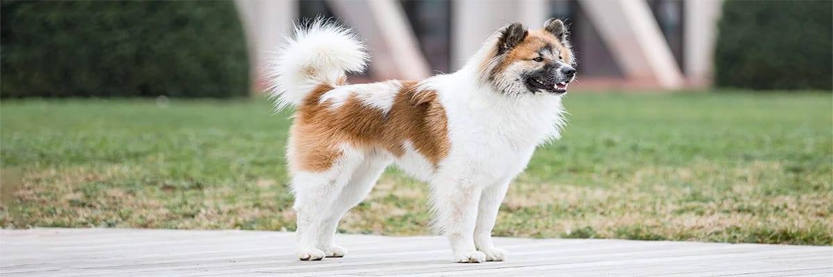 Bangkaew de Thaïlande