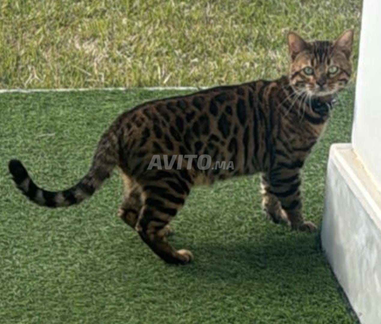 Chat Bengal mâle