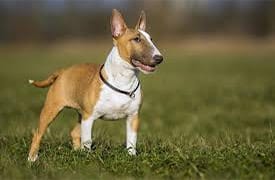 Bull Terrier