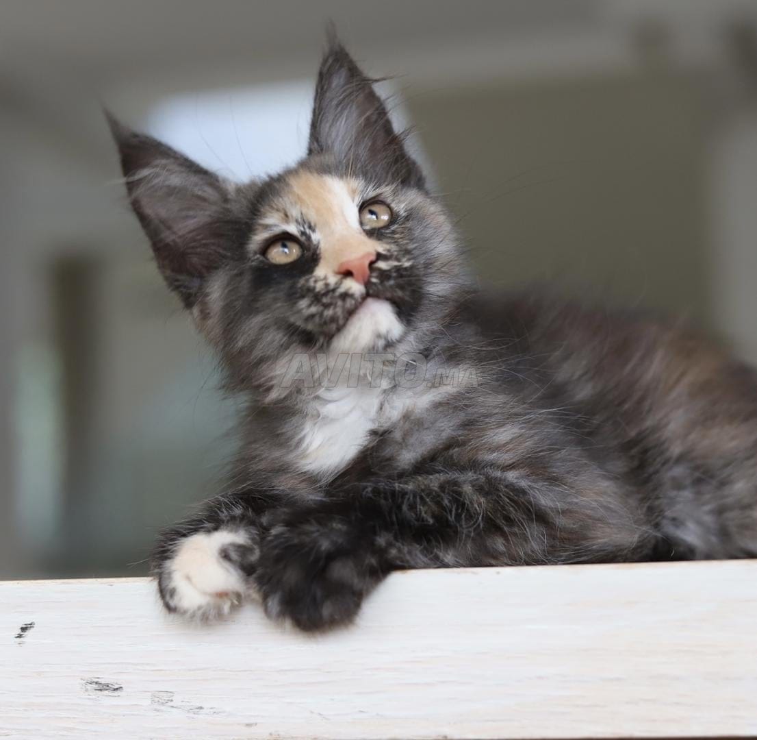 Chaton Maine Coon avec pedigree wcf