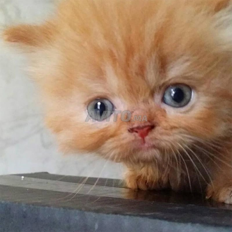Chaton persan race pure