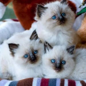 Chaton sacré de Birmanie de race pure