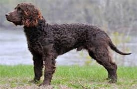 Chien D’Eau Américain