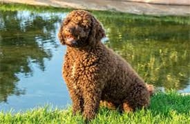 Chien D’Eau Espagnol