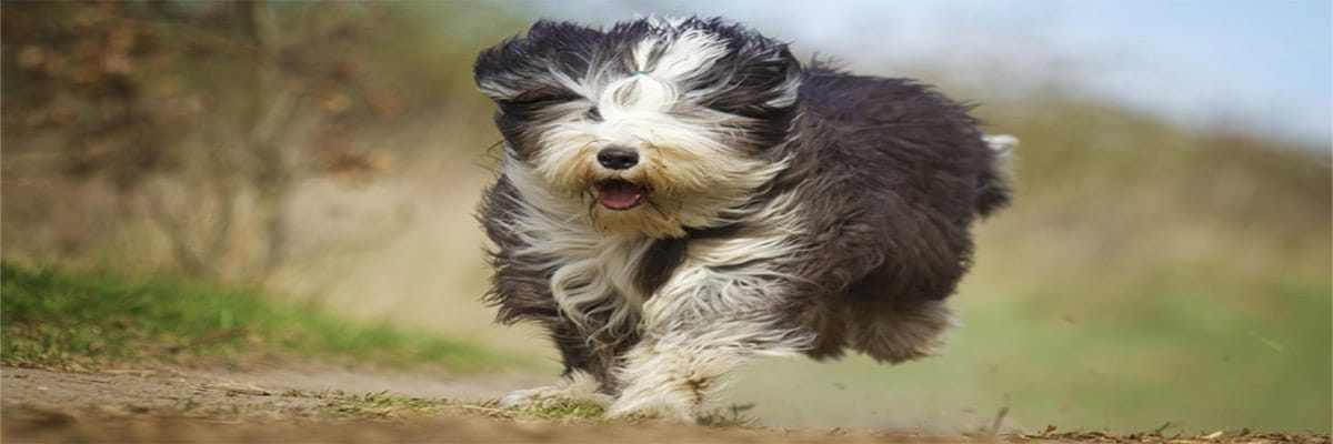 Chien de Berger Anglais Ancestral