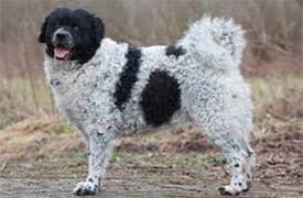 Chien D’Eau Frison
