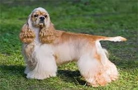 Cocker Américain