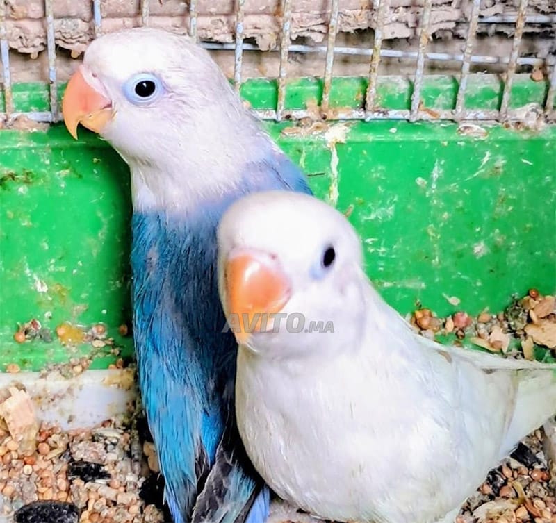 Inséparables oiseaux d'amour