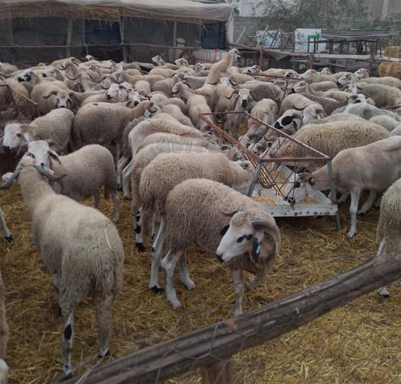 Mouton de ferme