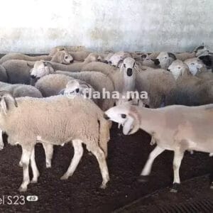 Mouton Sardi avec des caractéristiques excellentes