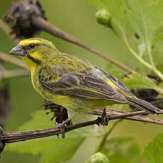 Serin du Mozambique