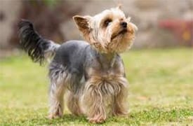 Terrier du Yorkshire