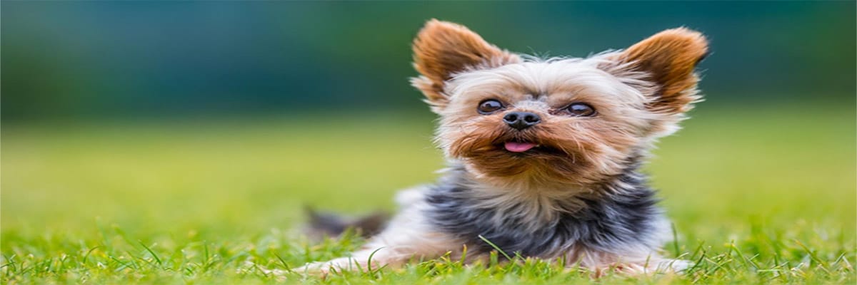 Terrier du Yorkshire