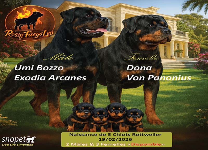 Portée Rottweiler