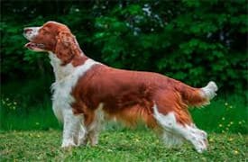 Welsh Springer Spaniel