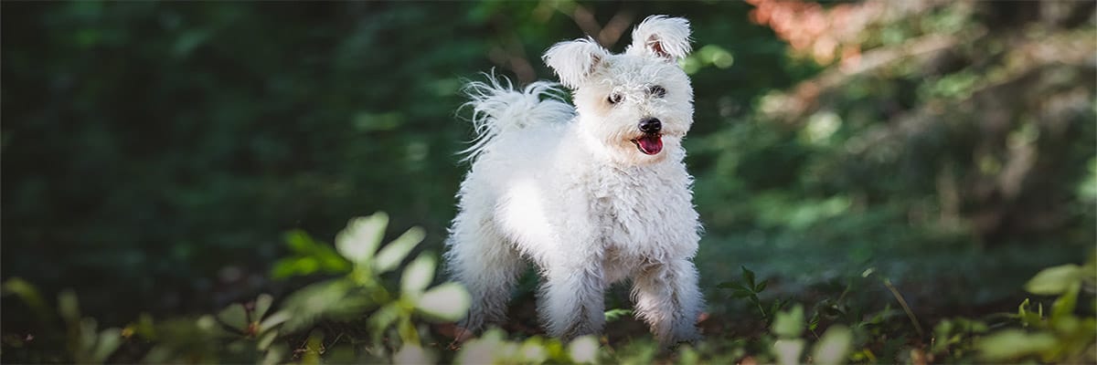 Pumi