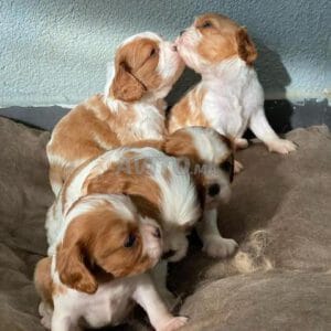Chiots Cavalier king Charles