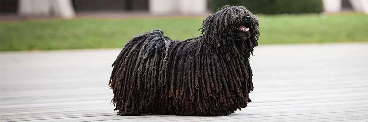 Puli