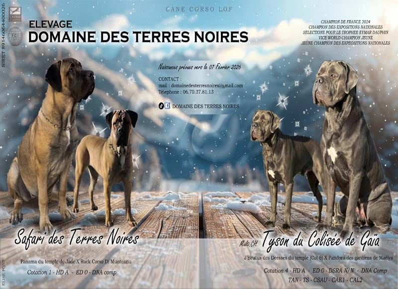 Portée Cane Corso Domaine des terres noir