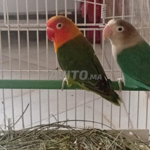 Couple des Oiseaux Inséparable