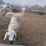 Mouton Sardi