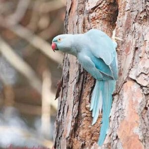 Perruche à Collier Bleu