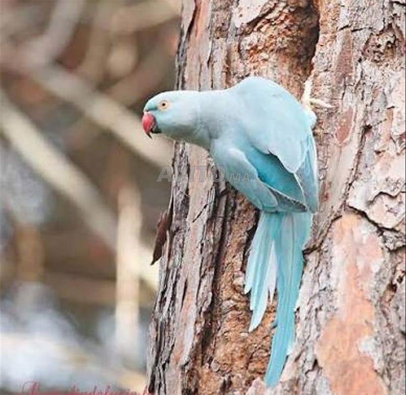 Perruche à Collier Bleu