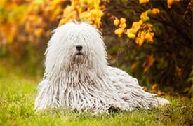 Chien Puli