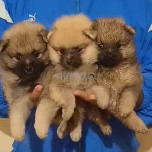 Chiots Spitz Allemand