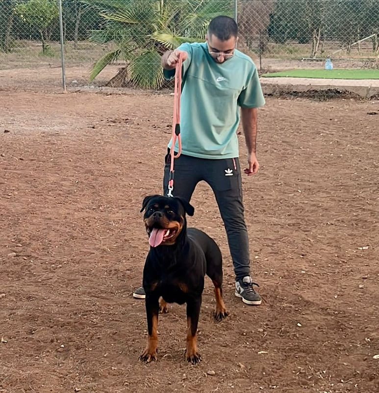 Femelle Rottweiler