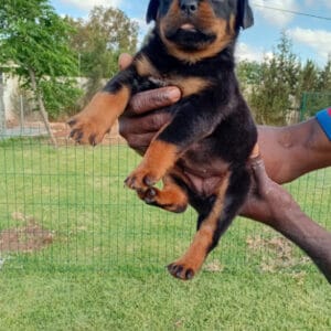 Chiot femelle Rottweiler Teddy x Sia disponible au Maroc